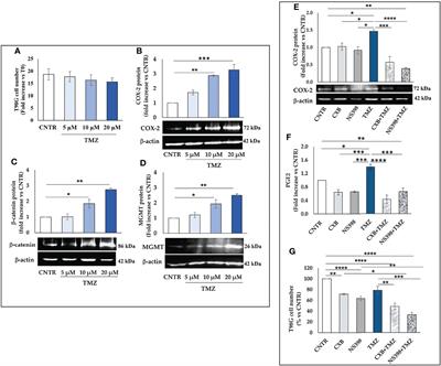 Cyclooxygenase-2 Upregulated by Temozolomide in Glioblastoma Cells Is Shuttled In Extracellular Vesicles Modifying Recipient Cell Phenotype